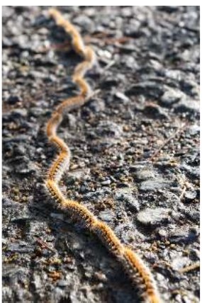 Photo : chenilles processionnaires en procession