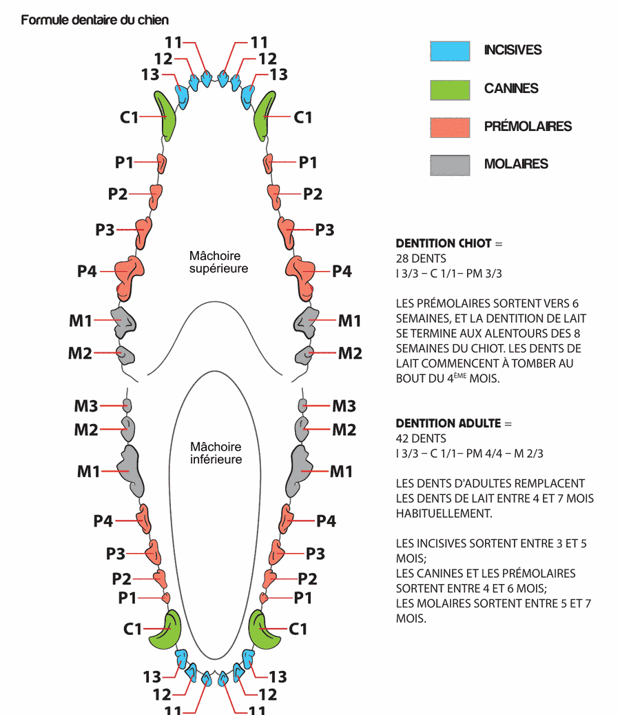 Schéma de la formule dentaire du chien : dentition de chiot (28 dents) et dentition adulte (42 dents)