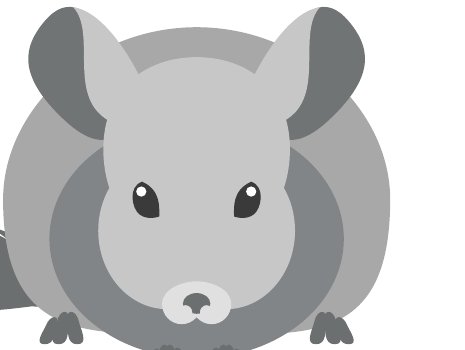 Illustration : chinchilla