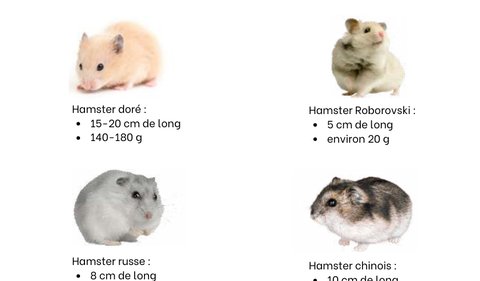 Illustration : hamster