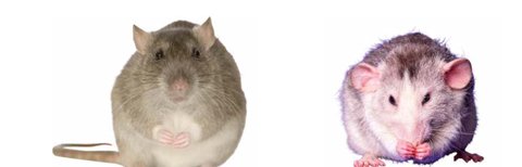 Illustration : rat