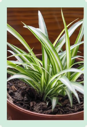 Photo : Chlorophytum