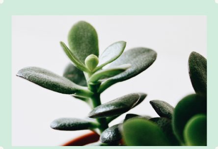 Photo : Crassula (jade)