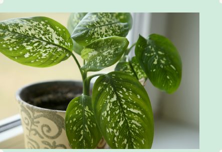 Photo : Dieffenbachia