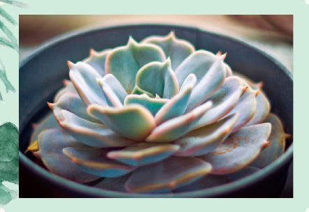 Photo : Echeveria