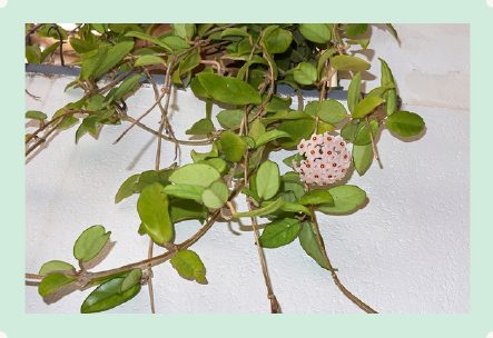 Photo : Hoya Carnosa