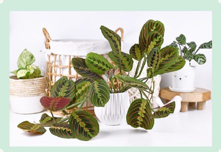 Photo : Maranta