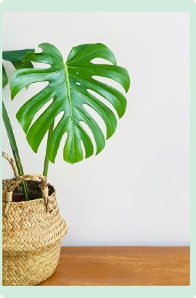 Photo : Monstera