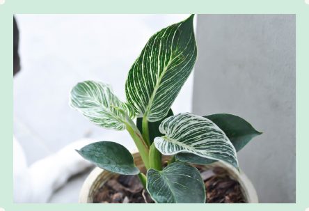 Photo : Philodendron