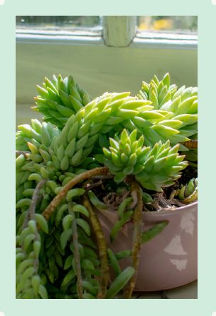 Photo : Sedum Morganianum