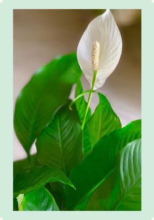 Photo : Spathiphyllum