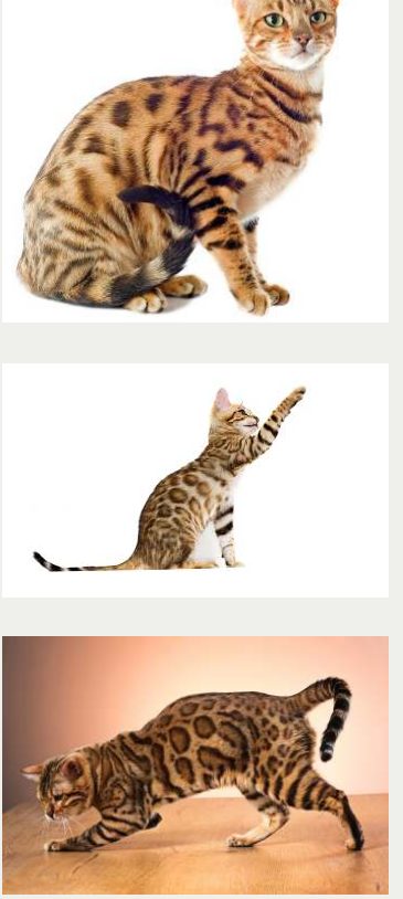 Photo : chat Bengal