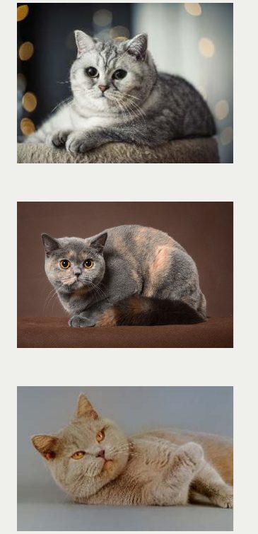 Photo : chat British Shorthair