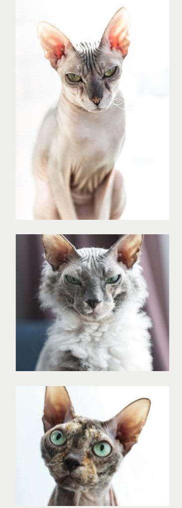 Photo : chat Donskoy