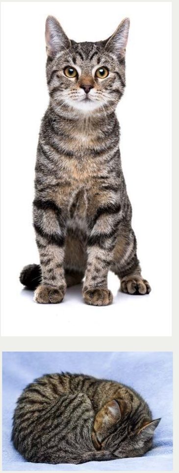 Photo : chat Européen Shorthair