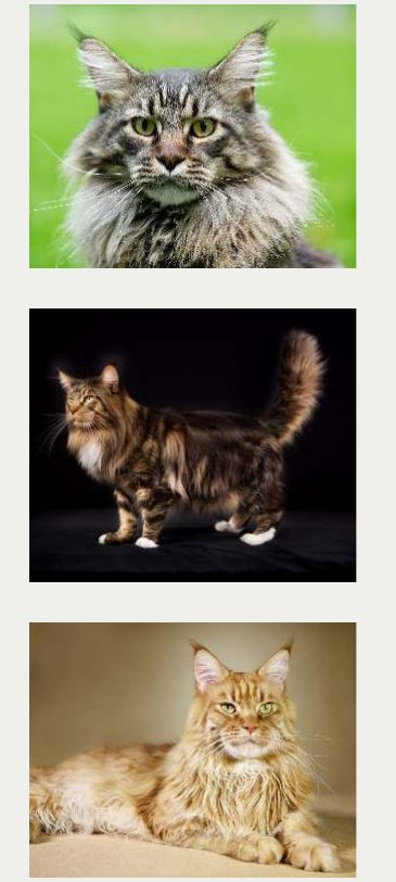 Photo : chat Maine Coon