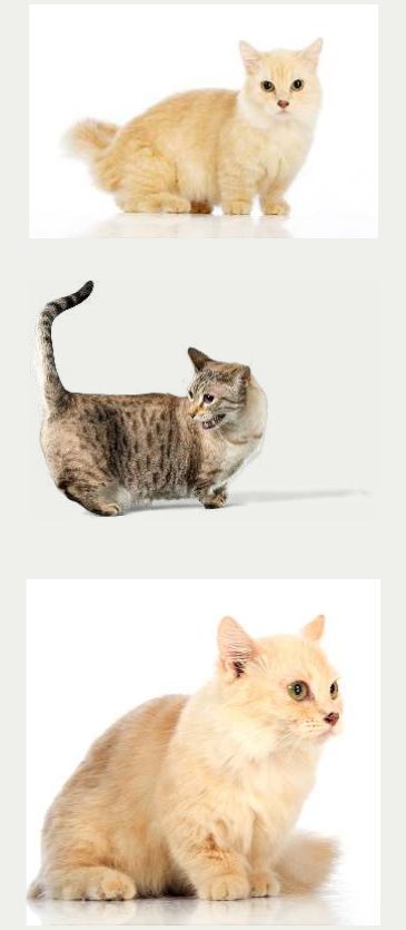 Photo : chat Munchkin