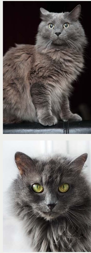 Photo : chat Nebelung