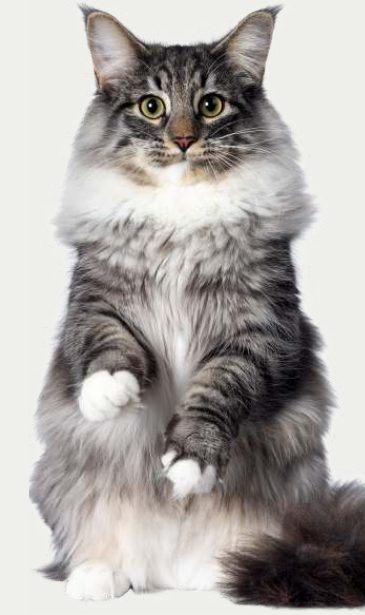 Photo : chat Norvégien