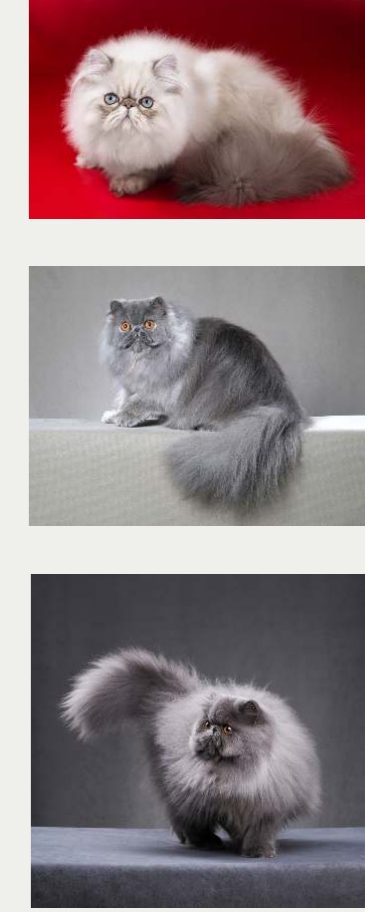 Photo : chat Persan
