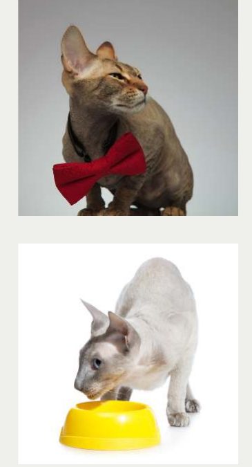 Photo : chat Peterbald