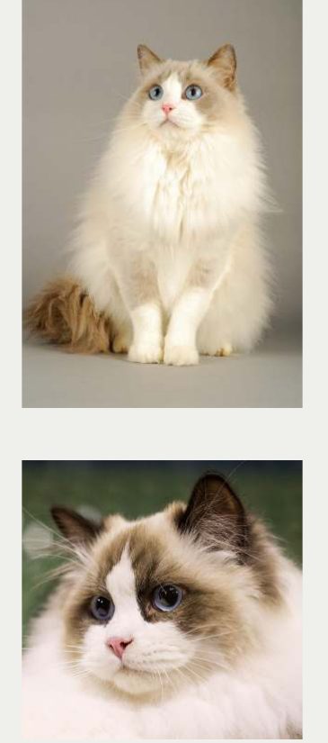 Photo : chat Ragdoll