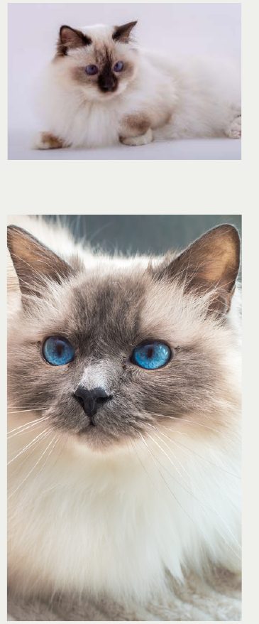 Photo : chat Sacré de Birmanie