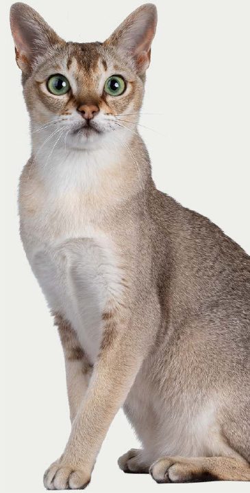 Photo : chat Singapura