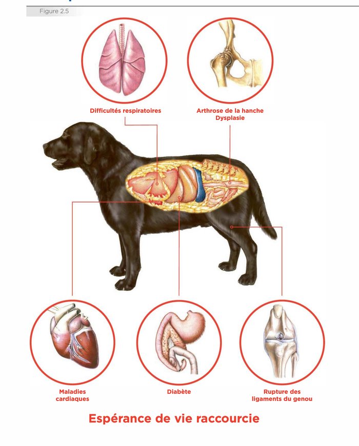 Schéma anatomique : risques liés au surpoids chez le chien