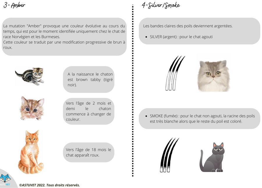 Planche illustrée : robes amber et silver/smoke du chat