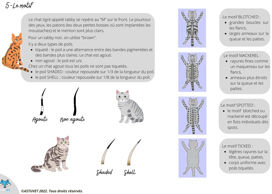 Planche illustrée : motifs tabby du chat (blotched, mackerel, spotted, ticked)